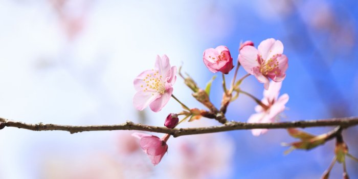 1920x1200 Wallpaper Spring cherry blossoms close-up, blurred background
