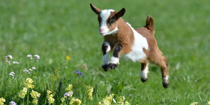 2000x1000 Download Cute Goats Wallpaper - Baby Goats In Spring On Barraques.cat