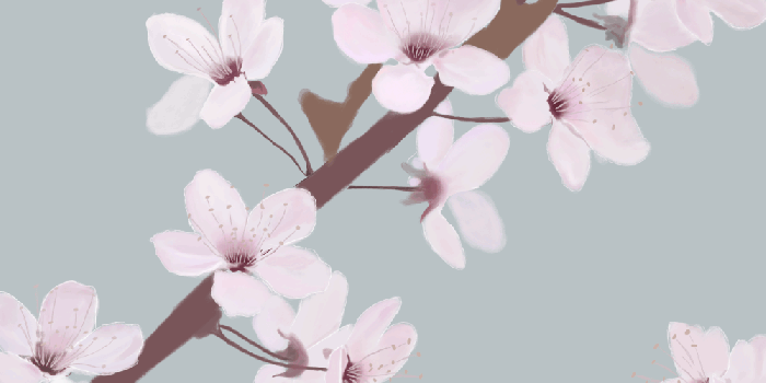 1000x1000 Cherry Blossom Wallpaper — Atelier Living