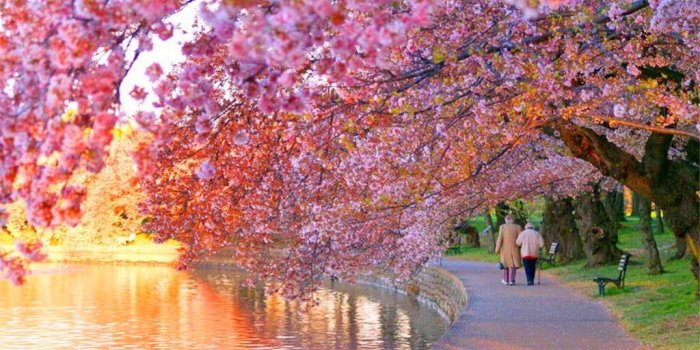 1024x768 Cherry Blossom Hd Wallpaper (38+ images) on Genchi.info