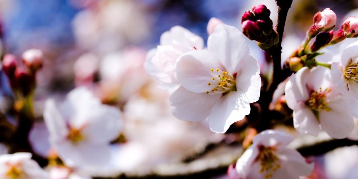 2560x1600 Spring Cherry Blossom #6987158
