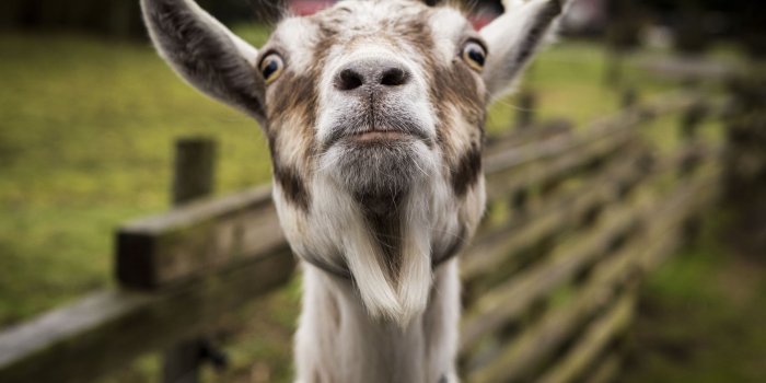 4999x3333 White and black animal looking near brown fence at daytime HD
