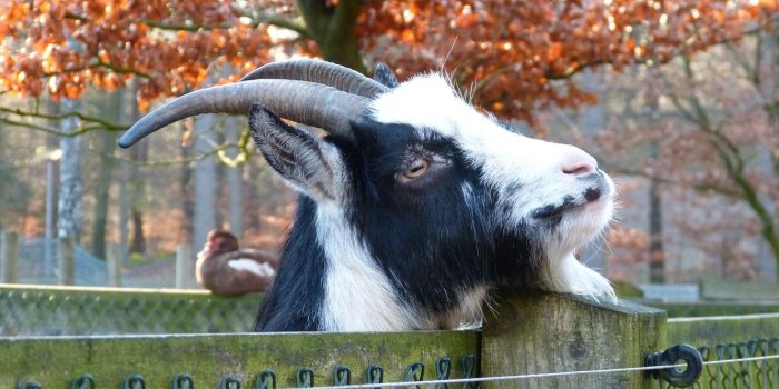 1332x850 Photo Wallpaper Mesh, The Fence, Goat - Goat (#220164) - HD