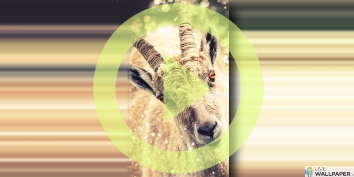 1600x800 Funny Goat Wallpaper | Livewallpaper.io