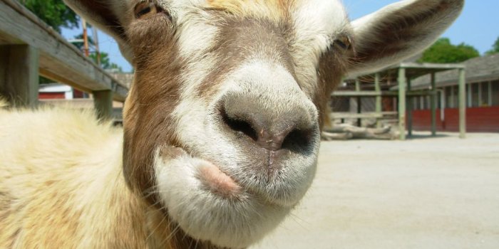 1024x768 Goat Funny Images Hd | Wallpapersimages.org