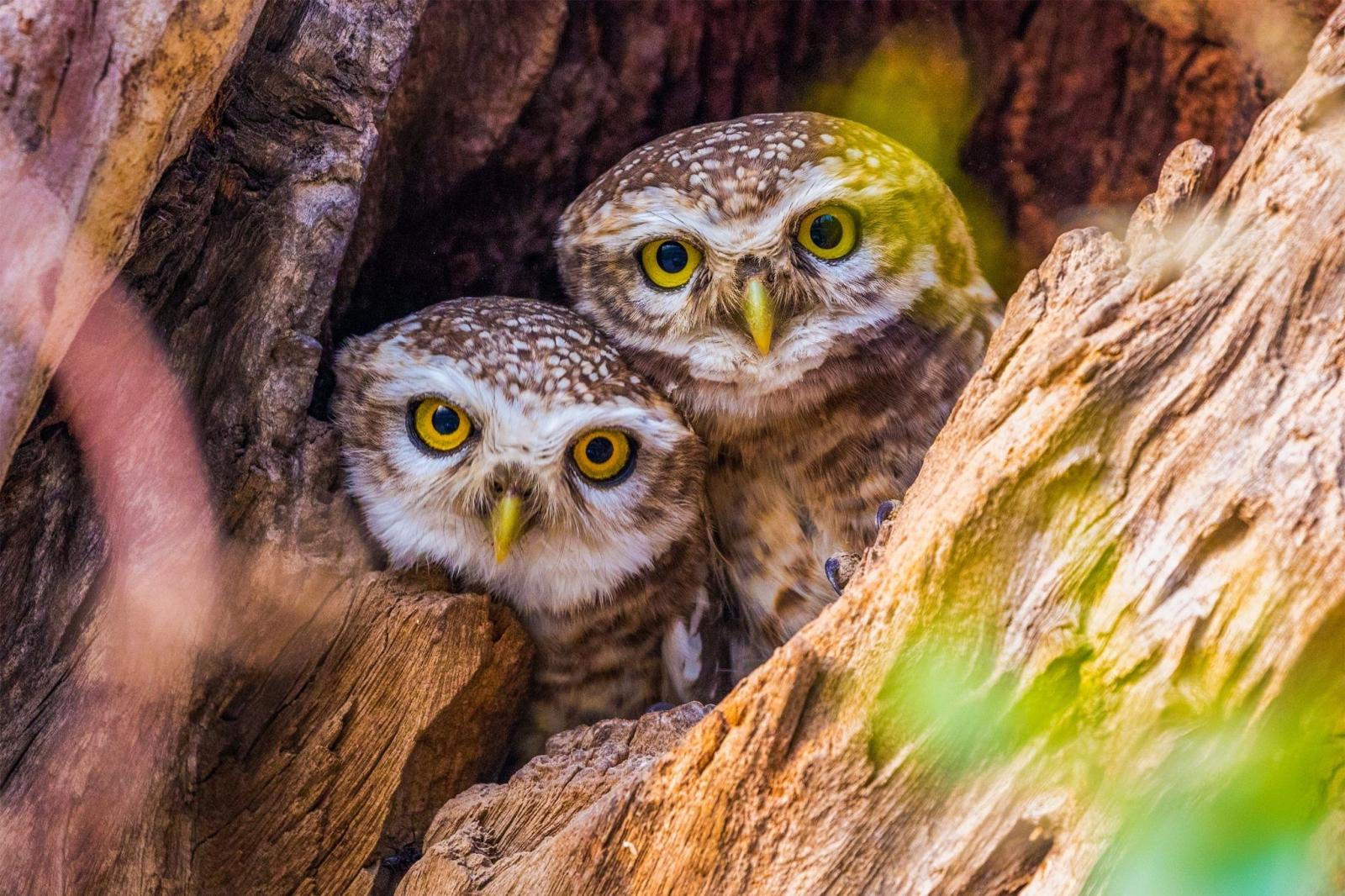 2048x1365 Wallpapers bird Owls lovely Two Glance Animals 2048x1365