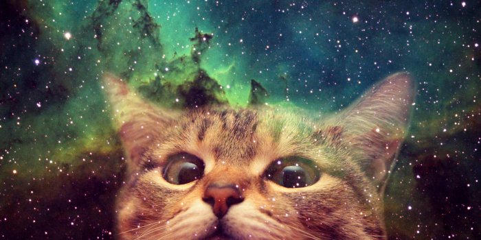 1920x1200 42+] Cat in Space Wallpaper on WallpaperSafari