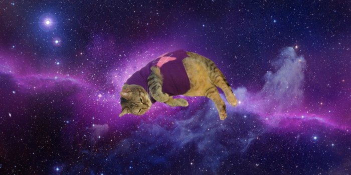 1920x1200 Fat cat in a sweater : photoshopbattles