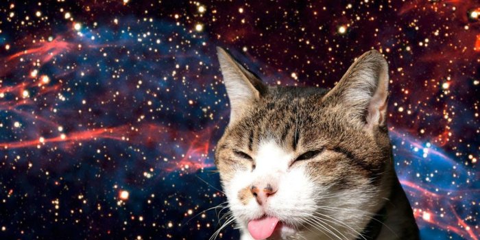 1024x768 42+] Cat in Space Wallpaper on WallpaperSafari