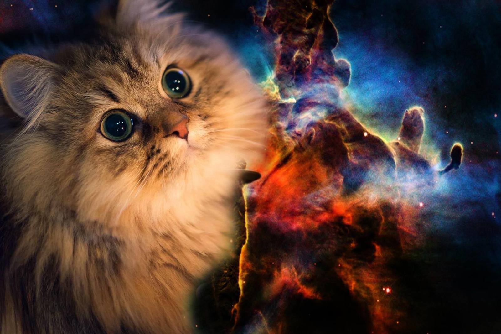 2048x1365 Galaxy Cat Wallpaper (69+ images)