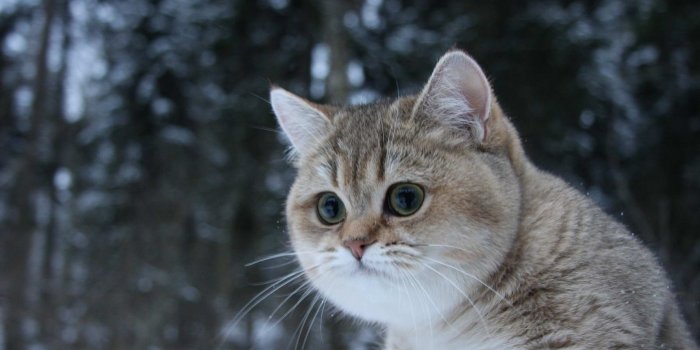 1920x1200 Fat Cat Wallpapers - Top Free Fat Cat Backgrounds - WallpaperAccess