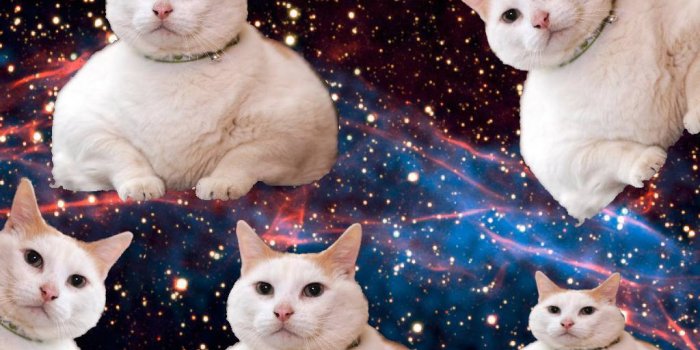 1024x768 fat cats in space