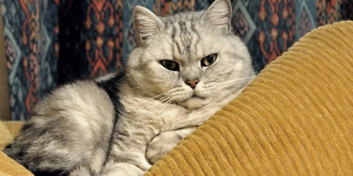 1920x1080 Fat Cats Wallpapers