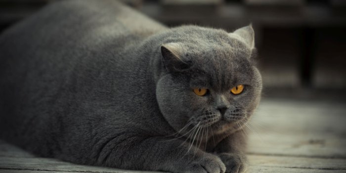 1920x1200 Gray fat cat with yellow eyes wallpaper - Animal wallpapers - #51308