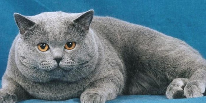 1024x768 Fat Cat Wallpapers