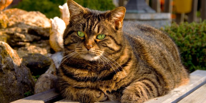 2880x1800 Fluffy fat cat #6942470