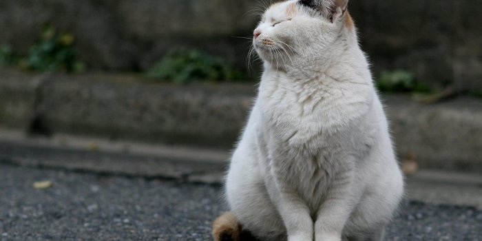1920x1200 Cute fat cat #7039032