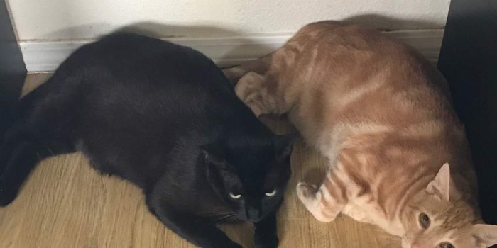 1024x768 Fat cat buddies | Virtual Space Amino