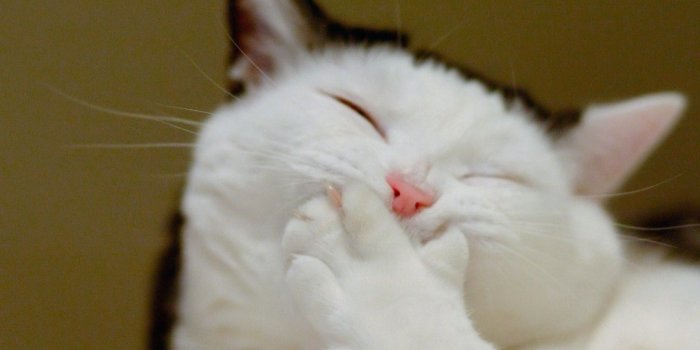 2048x1152 51+ Lol Cat Wallpapers on WallpaperPlay
