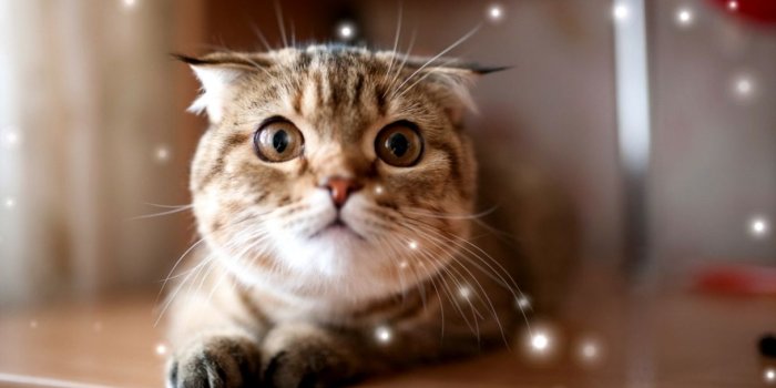 1216x760 Fat Grey Cat Hd Wallpaper | Top Wallpapers