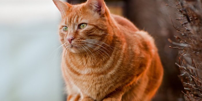 2560x1600 Redhead fat cat wallpapers and images wallpapers, pictures, photos