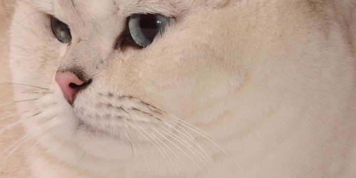 938x1668 Download wallpaper 938x1668 cat, fat, look iphone 8/7/6s/6 for