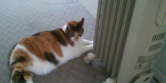 1024x768 Fat cat loves the space heater. | Cory Angen