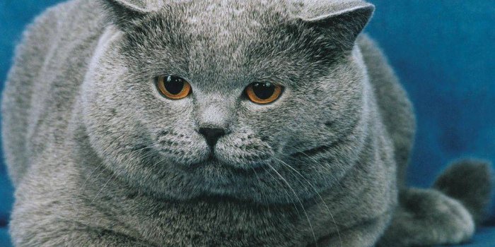 1024x768 Cute fat cat wallpaper | 1024x768 | #12580