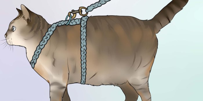 3200x2400 How to Make a Harness for Your Fat Cat (with Pictures) - wikiHow