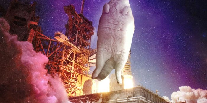 1152x864 42+] Cat in Space Wallpaper on WallpaperSafari