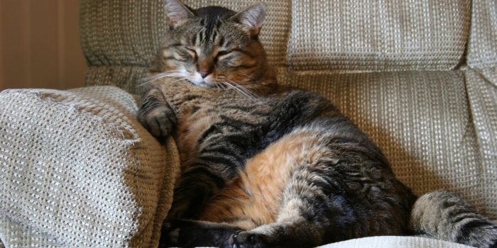 1752x1168 Fat Cat Wallpapers - Top Free Fat Cat Backgrounds - WallpaperAccess