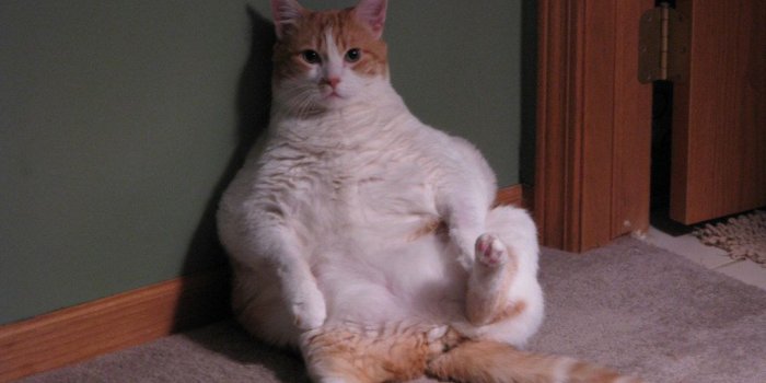 1024x768 Fat Cat Picture - Moe | Well, actually my wife's cat, but yo…