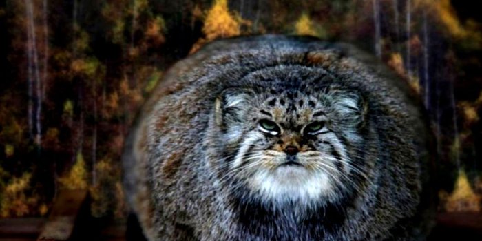 1299x700 Fat Grey Cat Hd Wallpaper | Top Wallpapers