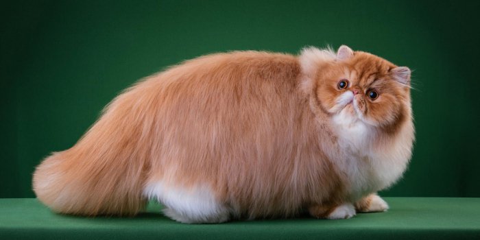 1920x1200 Download wallpapers Ginger Persian cat, big fat cat, fluffy ginger