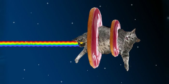 1920x1200 Cat Wallpaper Space