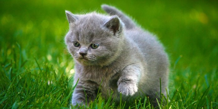 2048x1280 cats, Grey, Kittens, Fluffy, Fat, Grass, Animals, Cat, Kitten, Baby