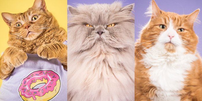 1600x900 Photos of fat cats prove all body shapes are beautiful | abc30.com