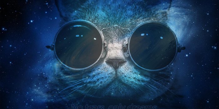 1600x999 42+] Cat in Space Wallpaper on WallpaperSafari