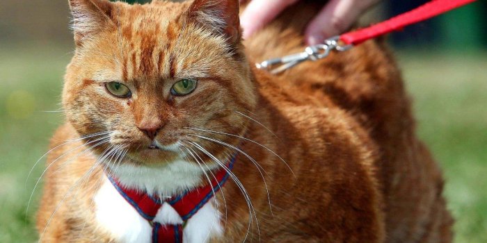 1280x800 US fat cats: America's felines no longer slimline