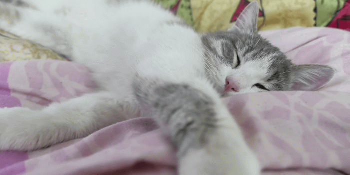 1920x1080 fat White gray fat cat lounging on the sofa asleep Stock Video Footage -  Storyblocks Video