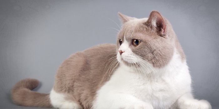 2560x1600 Dark gray cat wallpaper - Animal wallpapers - #42545