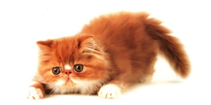 1024x768 The fat ginger kitten desktop wallpaper, pictures The fat ginger