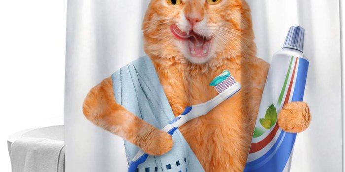 1000x1000 Colorful Star Teeth Brushing Fat Cat Shower Curtain Made of 100% Polyester  Fabric Machine Washable Waterproof Durable Rust Proof Grommets with Hooks 