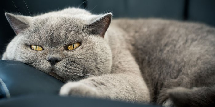 1920x1200 Fat Cat Wallpapers - Top Free Fat Cat Backgrounds - WallpaperAccess