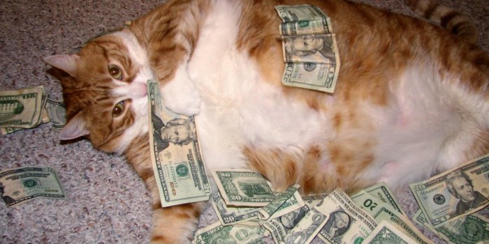 2592x1944 Fat Cat Wallpaper Group (39+), Download for free