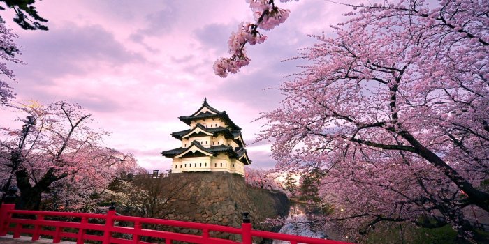 1920x1200 Japanese Cherry Blossom Wallpaper (71+ images)