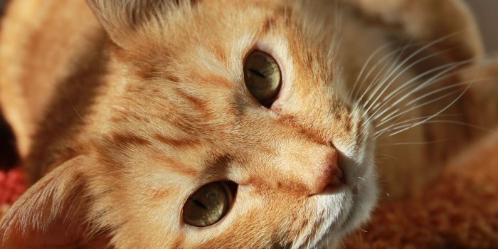1920x1280 Fat Cat Cafe | Tallahassee Cat Cafe | Tallhassee, Florida