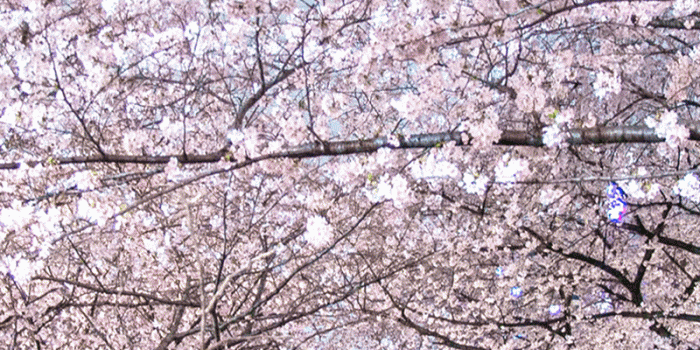 800x1422 Japan's Cherry Blossom Wallpapers - Barrett Ishida - Medium