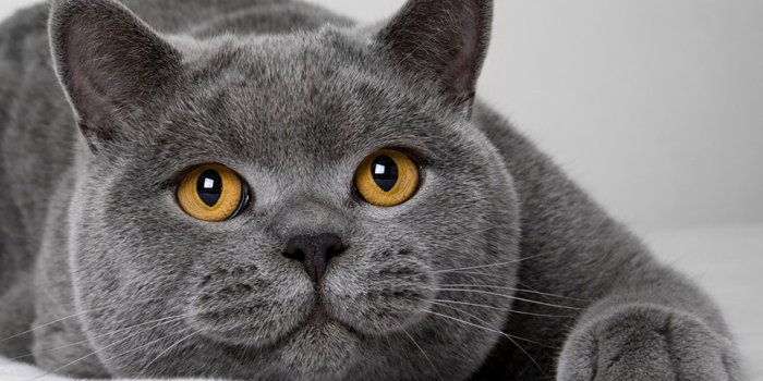 2560x1440 Fat Cat Wallpapers