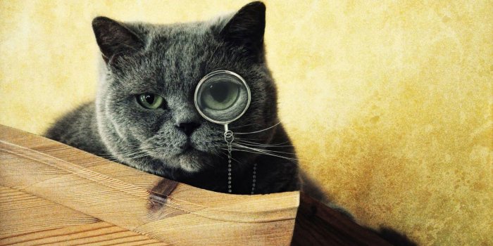 1920x1080 Cool Cats Wallpapers (65+ background pictures)